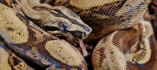 Boa