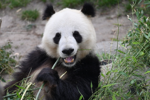 Panda