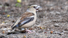 Passer domesticus